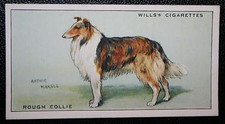 ROUGH COLLIE    Vintage 1937