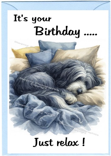 Bearded collie dog - collie,