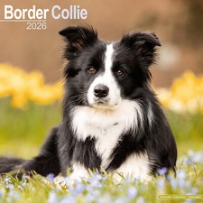 Border Collie 2026 Calendar |