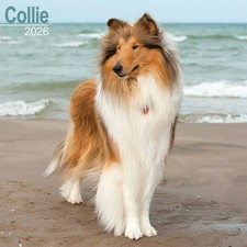 Collie Calendar 2026, Wall