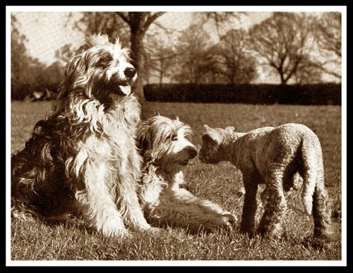 Bearded collie dogs and lamb - collie,