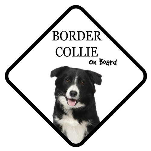 Border collie board - border,