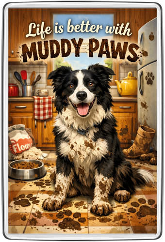 Border collie muddy - border,