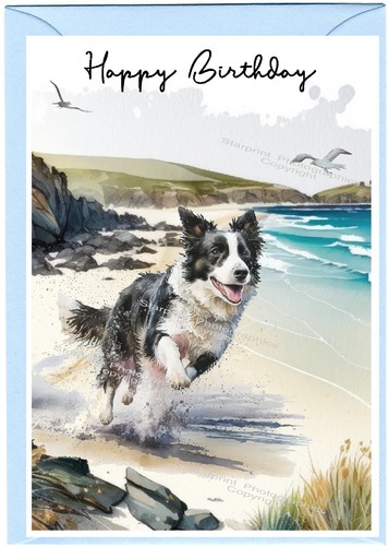 Border collie dog sheepdog - dog,