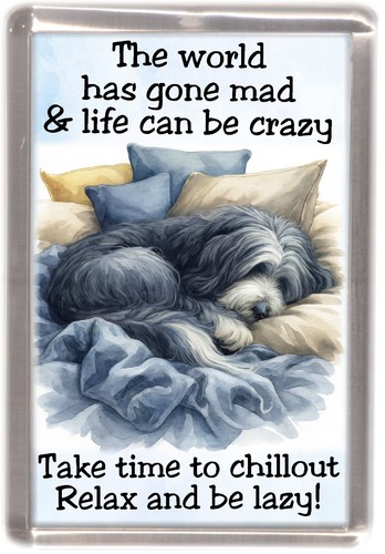 Bearded collie slate dog - collie,