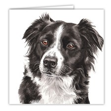 Border Collie greetings card