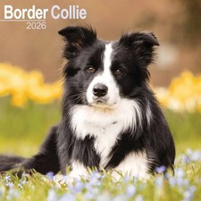 Border Collie Calendar 2026 -