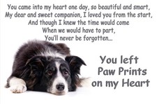 Border Collie Pet loss