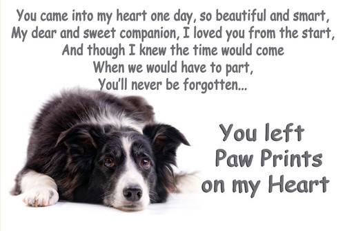 Border collie pet loss - collie,