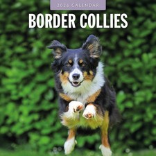 Border Collies 2026 Square