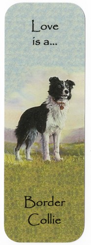 Border collie dog - border, beautiful