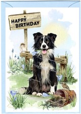 Border Collie Dog Sheepdog