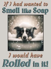 Border Collie Dog Funny