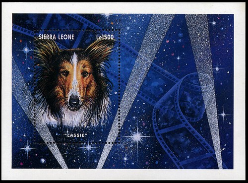 Rough collie lassie - rough,