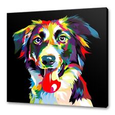 Border Collie Colourful Dog