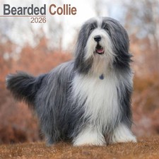Bearded Collie Calendar 2026 -