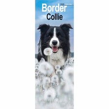 Border Collie Slim Calendar