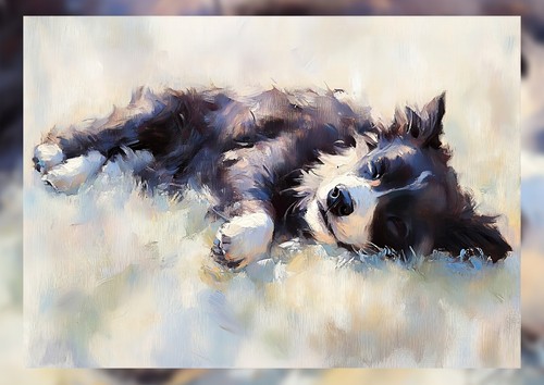 Sleeping border collie - sleeping, 5"x7"