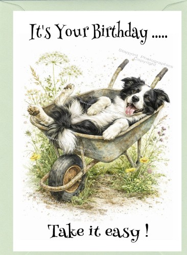 Border collie dog - collie, sheepdog