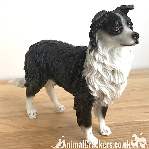 Border collie sheepdog - collie, sheep
