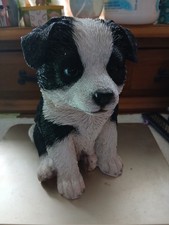 Border Collie  Black and White