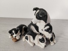 Border Collie with Three Pups