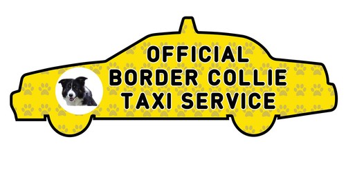 Funny border collie taxi - border,