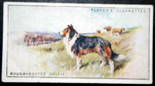 ROUGH COATED COLLIE   Vintage