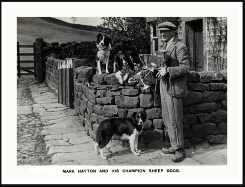 Border collie dogs and - border,