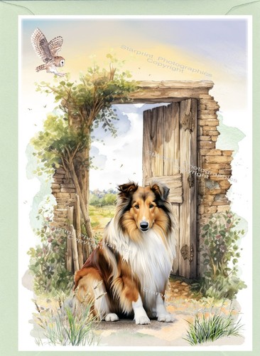 Rough collie dog - rough,