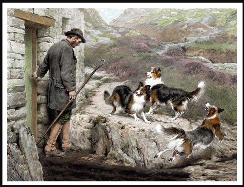 Border collie dogs - border,
