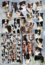 Border Collie Dog Gift