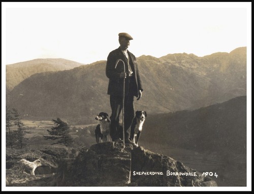 Border collie dogs and - collie,